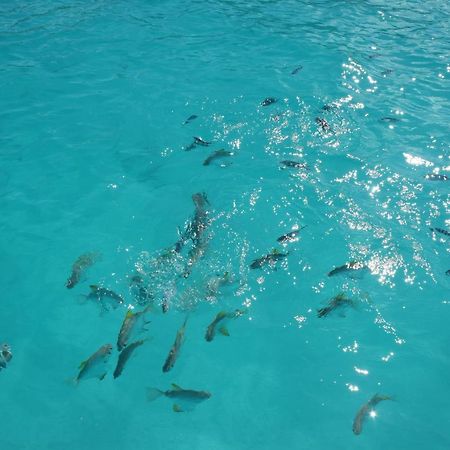Le Chant De Merle Self -Catering Studios And Apartments Mahe Island Εξωτερικό φωτογραφία
