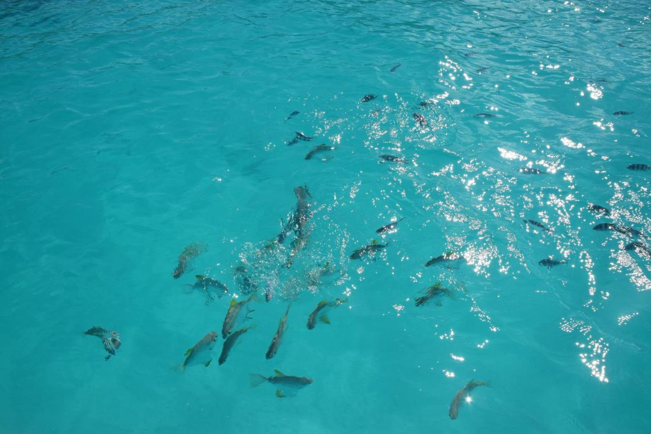 Le Chant De Merle Self -Catering Studios And Apartments Mahe Island Εξωτερικό φωτογραφία